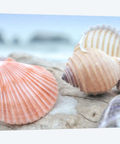 Crescent Beach Shells X