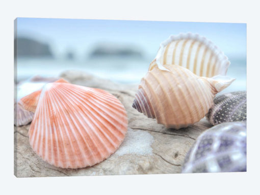 Crescent Beach Shells X