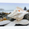 Crescent Beach Shells XI