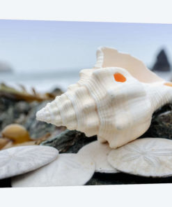 Crescent Beach Shells XI