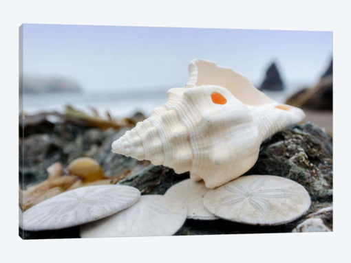 Crescent Beach Shells XI