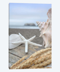 Crescent Beach Shells XII