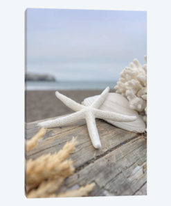 Crescent Beach Shells XIII