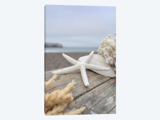 Crescent Beach Shells XIII