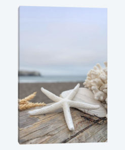 Crescent Beach Shells XIV