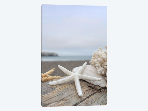 Crescent Beach Shells XIV