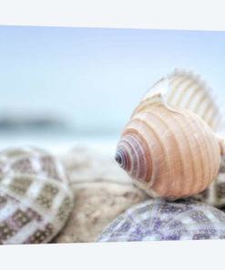 Crescent Beach Shells XV