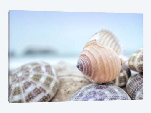 Crescent Beach Shells XV
