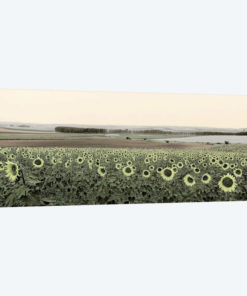 Andalusian Sun Flowers