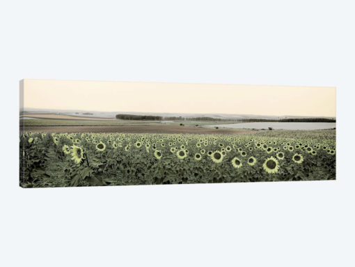 Andalusian Sun Flowers