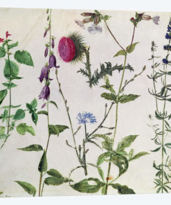 Eight Studies of Wild Flowers