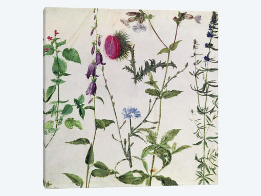 Eight Studies of Wild Flowers