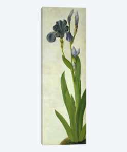 An Iris