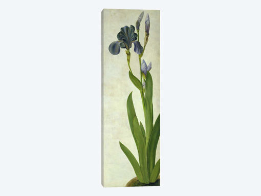 An Iris