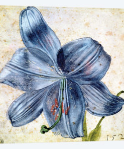 Study of a lily, 1526