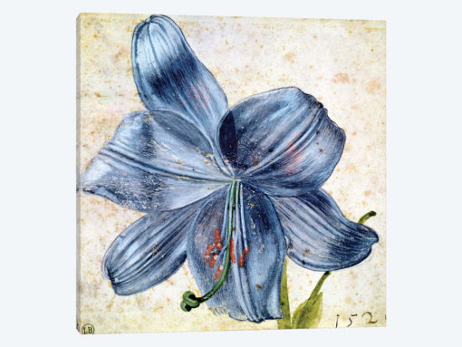 Study of a lily, 1526