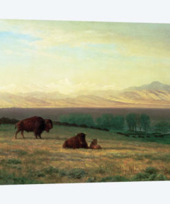Buffalo on the Plains, c.1890