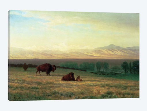 Buffalo on the Plains, c.1890