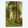 California Redwoods