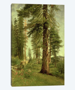 California Redwoods