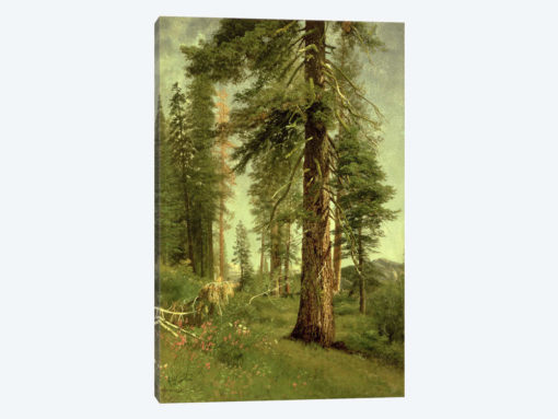 California Redwoods