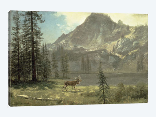 Call of the Wild