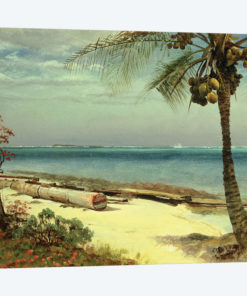 Tropical Coast