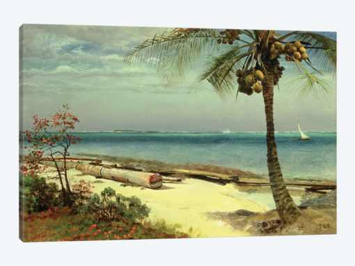 Tropical Coast