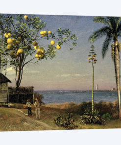 Tropical Scene