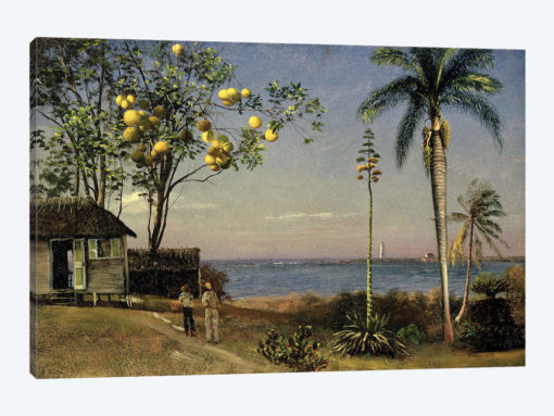 Tropical Scene