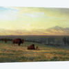 Buffalo on the Plains, c.1890