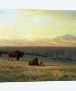 Buffalo on the Plains, c.1890