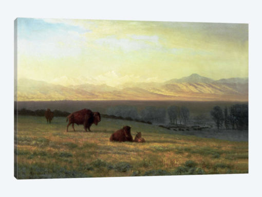 Buffalo on the Plains, c.1890