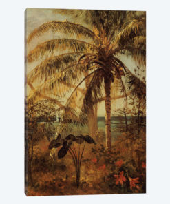Palm Tree, Nassau, 1892