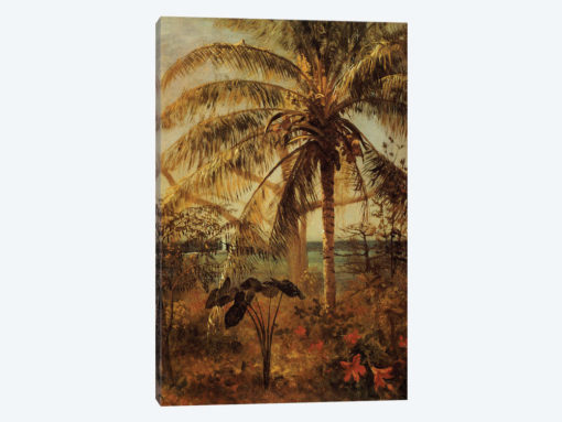 Palm Tree, Nassau, 1892