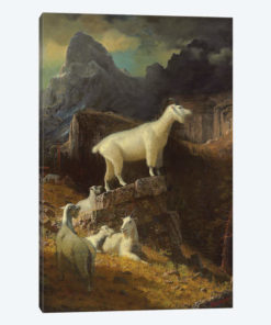 Rocky Mountain Goats, c.1885