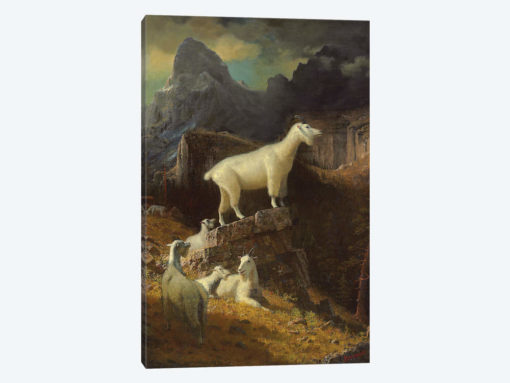 Rocky Mountain Goats, c.1885