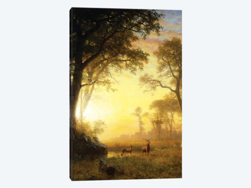 Light in the Forest,