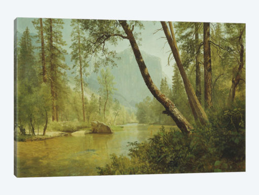 Sunlit Forest