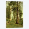 California Redwoods