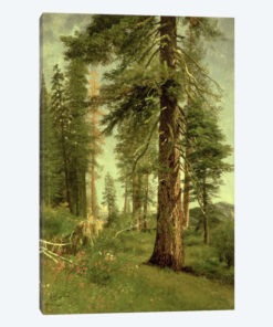 California Redwoods