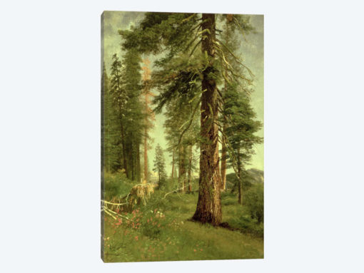 California Redwoods