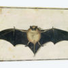 Bat, 1522