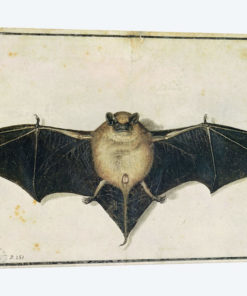 Bat, 1522