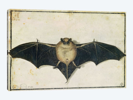 Bat, 1522