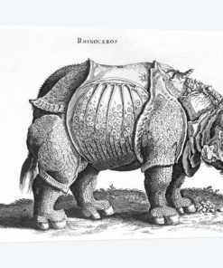 Rhinoceros
