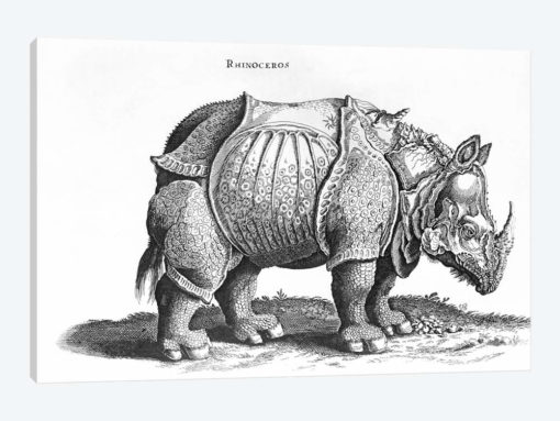 Rhinoceros