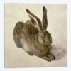 Hare, 1502