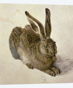 Hare, 1502