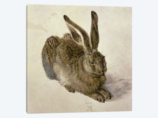 Hare, 1502